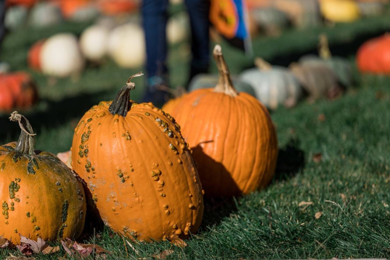 All Kinds of Fall Fun Things to Do, October 1417!